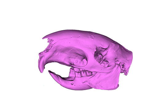 ヤマアラシ頭骨データ