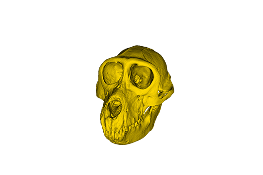 サル（マカク属）頭骨データ