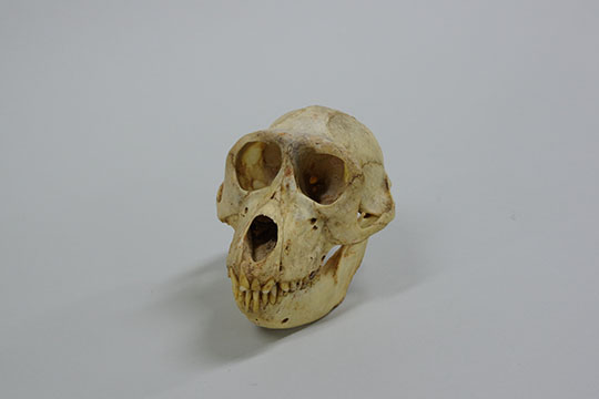 サル（マカク属）頭骨