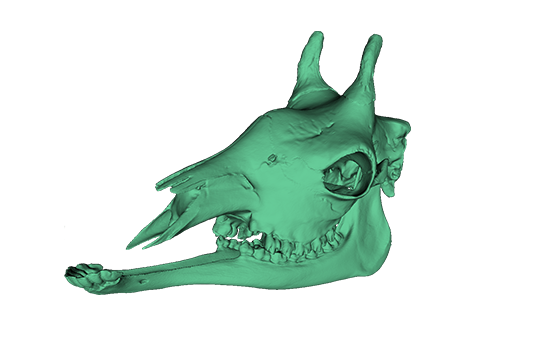 キリン（オス）頭骨データ