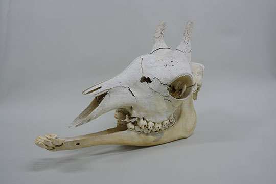 キリン（オス）頭骨