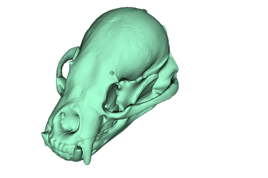 マレーグマ頭骨データ