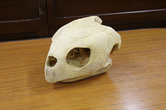 Skull of Sea Turtle