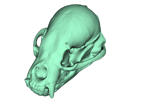 Helarctos malayanus data